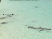 Sharks along at a beach in the Exuma Isands