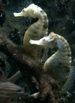 Seahorses pictured at the Shedd Aquarium (and hopefully in Fiji)